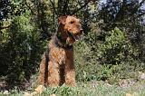AIREDALE TERRIER 105